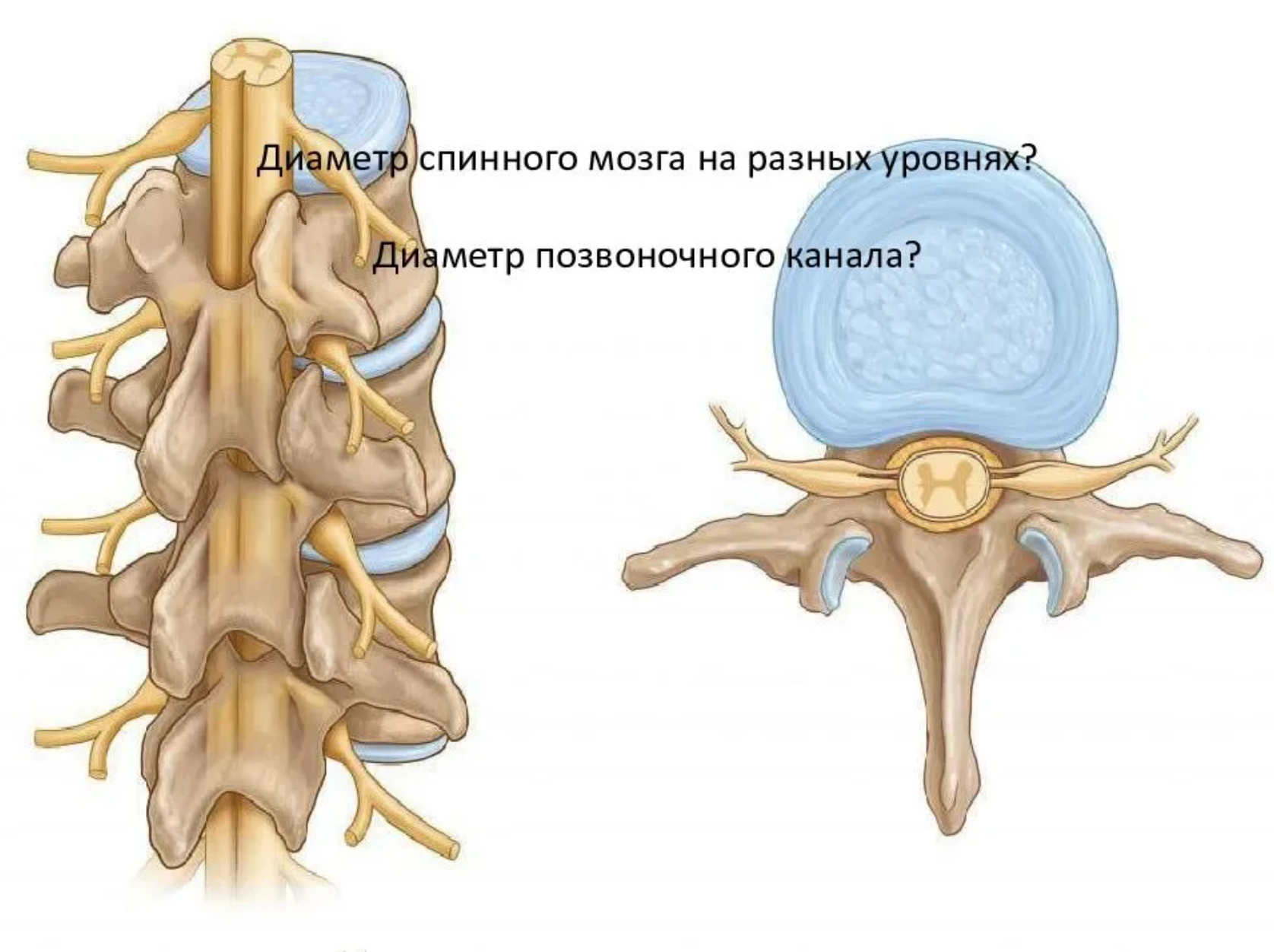 klinicheski-znachimaja-anatomija.png
